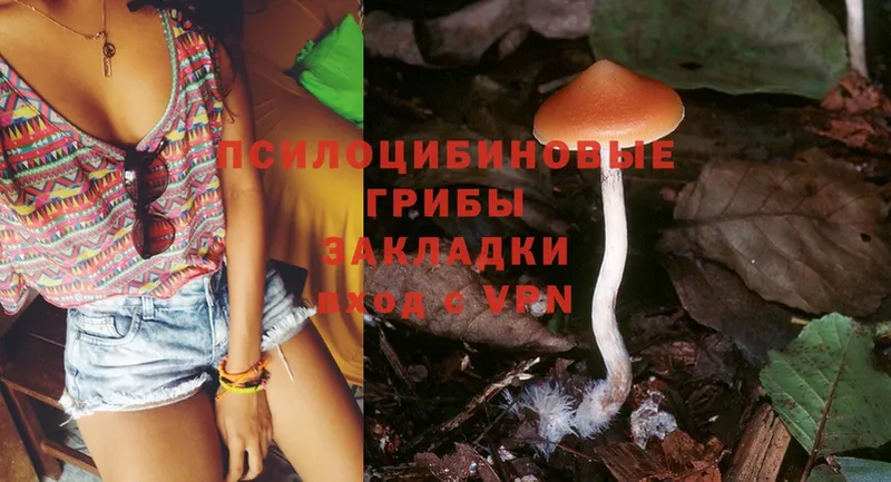 mega как зайти  наркотики  Мончегорск  Псилоцибиновые грибы Psilocybine cubensis 